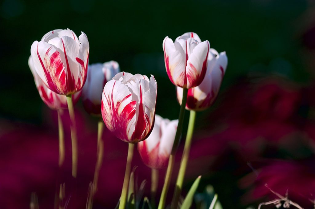 Bulles financières : de la tulipomanie au Bitcoin ? Image de tulipes.