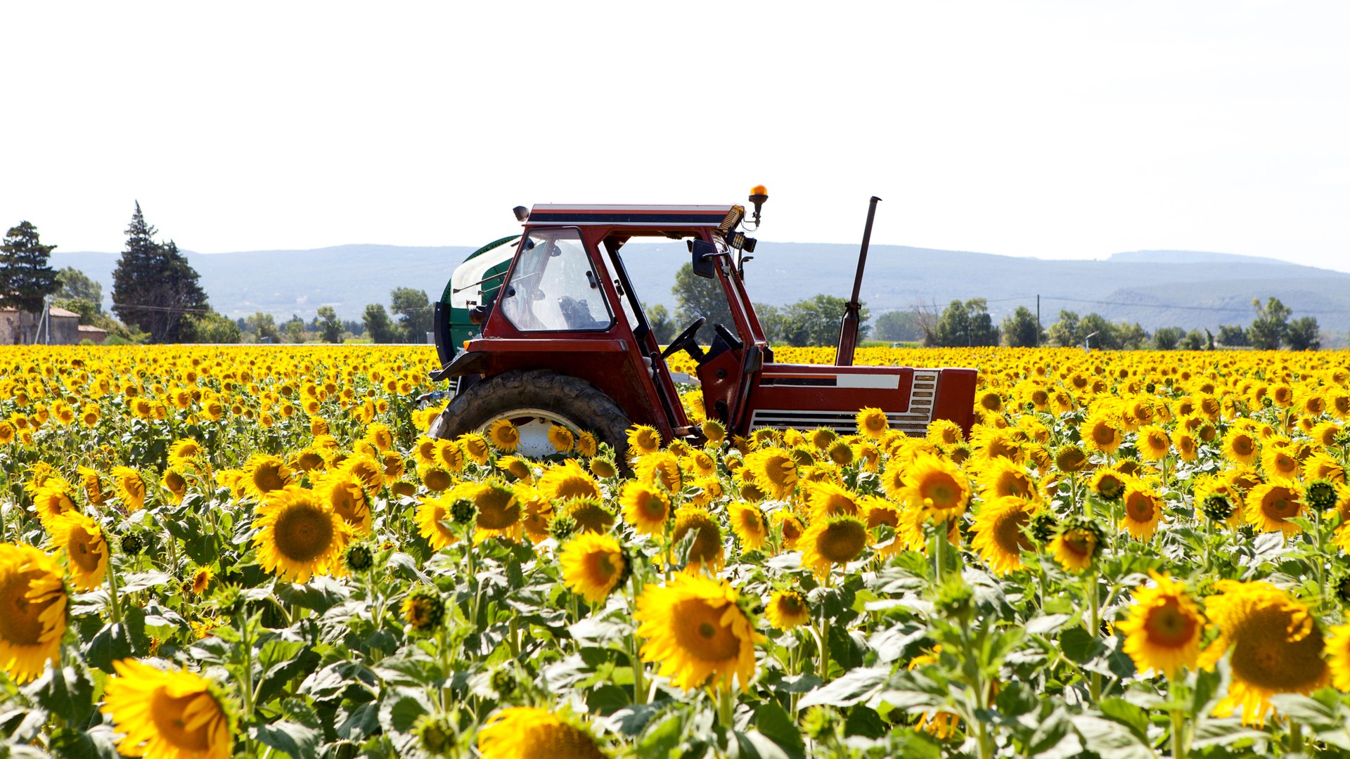 sunflower farmers crypto