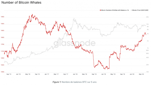 Augmentation du nombre de baleines Bitcoin (BTC)